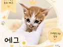 [입양완료]소중한 아기고양..