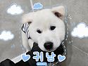 [입양완료]귀하디귀한 귀남..