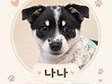 [입양완료]장난꾸러기 나나..