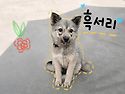 [입양완료]쫄보 흑서리~&..
