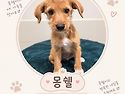 순둥이 몽쉘🐶