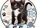 아기고양이 턱시도도🐱