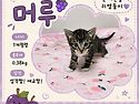 [입양완료]아기고양이 머루..
