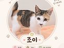 귀염둥이 개냥이 조이