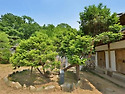 화성 융릉 개비자나무 (華..