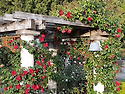 UBC Rose Garden