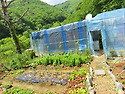 2024년 5월 6일 현재 농작..