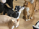 [4월25일,26일]🐶앵두네 쉼터 초대장🐱