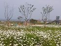 [번개후기]5월18일 변산 샤스타데이지투..