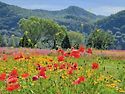 🌺🍒 야곱의 믿음과 축복