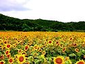 🌺🍒 야곱과 에서가 화해하다