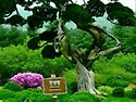 🌺🍒야곱은 라반의 만남과 결혼