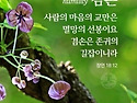 🌺🍒그리스도 안에 계시사