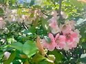 🌺🍒 야곱이 레아와 라헬을 아내로 맞다