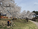 경주보문단지&#48283;꽃축제1