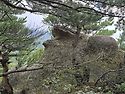 금강산성인대