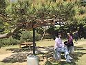 4월25일 서산 개심사 정기산행(고고씽리..