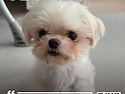 몽실/여아/6살추정