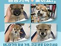 태니아가(다솔,다루,다나,다온) / 여..