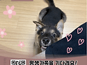 흑임자/남아/3개월