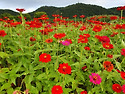 &#127802;&#127826;하나님의 등불