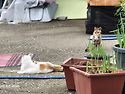 🥰마당냥이 9