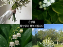 은방울 꽃말