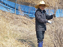 오갈피 전지 및 주변 정리..