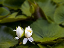 화천 서오지리 연꽃마을