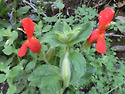 06-20-26 Big Horn Peak 1