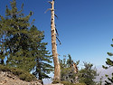 08-01-26 Mt Baden Powell Tr..