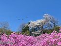 Journey into Spring