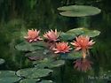 Water Lilyes bloom as beaut..