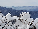 엄동설한, 지리산에 만발한 아름다운 겨울의 꽃.