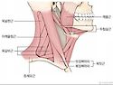 흉쇄유돌근
