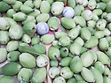 명자나무(산당화) 열매 판매