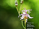 자주빛 숨결 (뻐꾹나리)