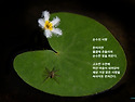 순수의 사랑(흰어리연)