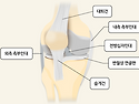 손상 입기 쉬운 무릎 인대·연골··· 젊다고 방심은 금물