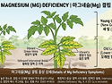 마그네슘 결핍현상