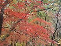 제110 울진 백암산 산행 공지