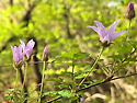 산성길64(신록, 26/04/18, 동문-남옹성-남단사-동문, Flaming Star)
