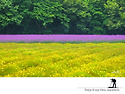 Verbena