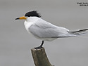 뿔제비갈매기(Chinese Crested Tern)