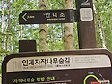 원대리,속삭이는자작나무숲을거닐다.♤..