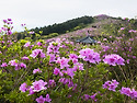 봉화산 철죽