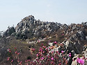 제 36차 4월 12일 해남 주작산 진달래 산행 안내