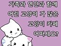 인천 가볼만한 곳, 어린고양이 많은 고양이 카페 - 고양이 주택에서 시간 보내기