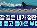 부캉이는 왜 돌아왔나...