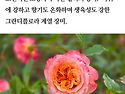 라 빌라 코타 장미